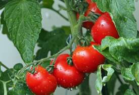 (FOTO) Ove biljke su PRIRODNO ĐUBRIVO za voće i povrće: Paradajz i paprika rastu kao ludi, a dobijate i zaštitu od štetočina