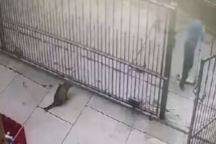 (UZNEMIRUJUĆI VIDEO) Novi slučaj zlostavljanja životinja u Nišu: Dječak (6) iz sve snage BACIO životinju na beton, pa je PREGAZIO TROTINETOM