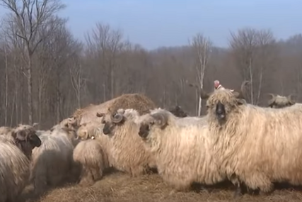 (VIDEO) Zima donosi radost s jaganjcima: Radojica Kusić iz Prnjavora vodi najveću farmu ovaca u Srpskoj, BROJI 3.300 GRLA