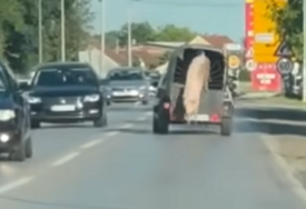 (VIDEO) PRASE OSTALO U RETROVIZORU Svinja iskočila iz prikolice, pa prošetala putem, HIT SCENA U SRPSKOJ